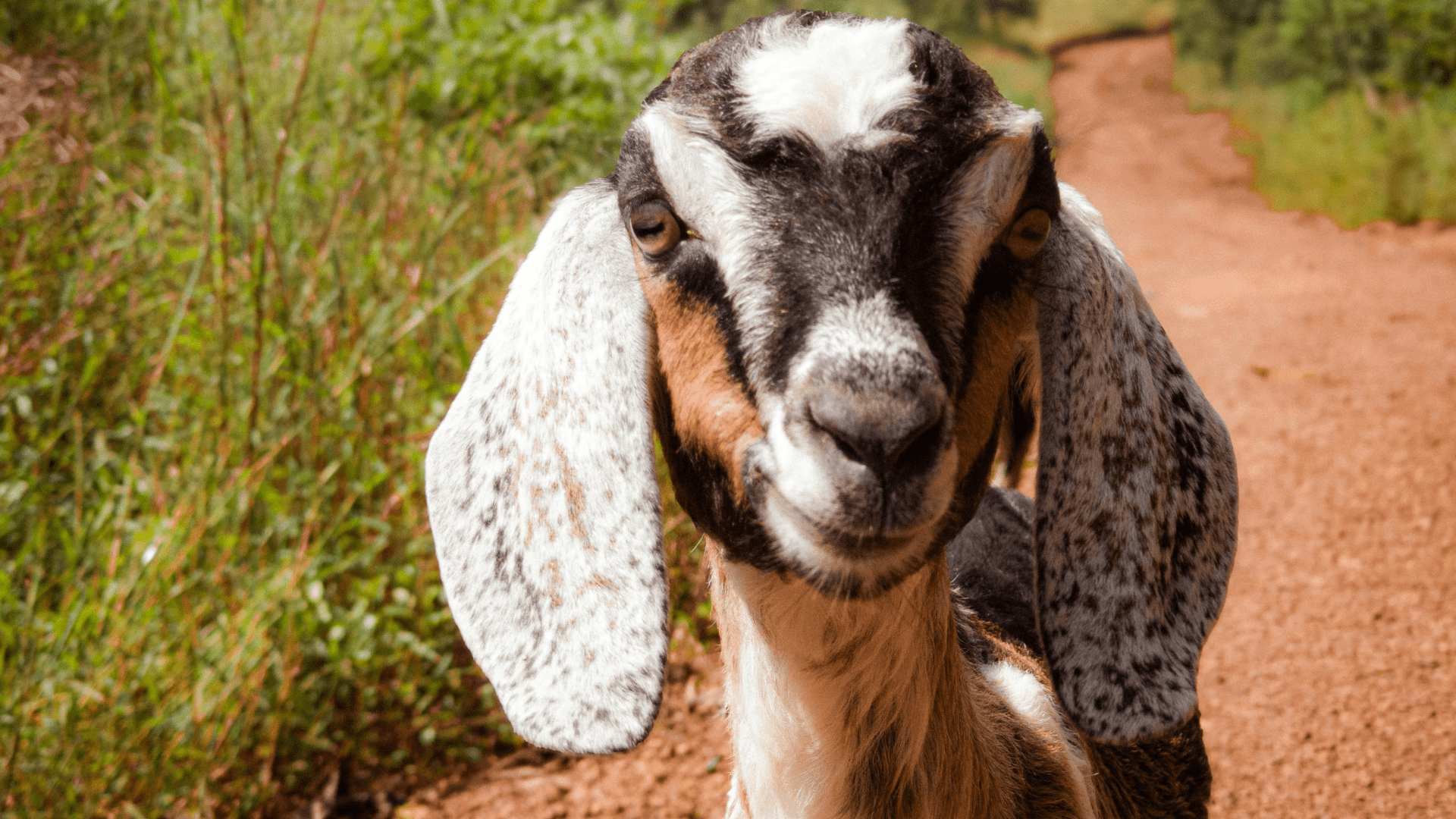 Geitenboerderij De Mèkkerstee