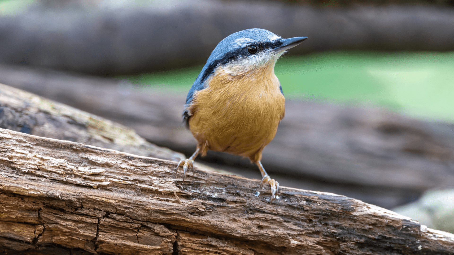 Avontuur en recreatie